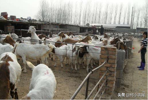 养殖什么比较赚钱_养殖赚钱_养殖业比较赚钱