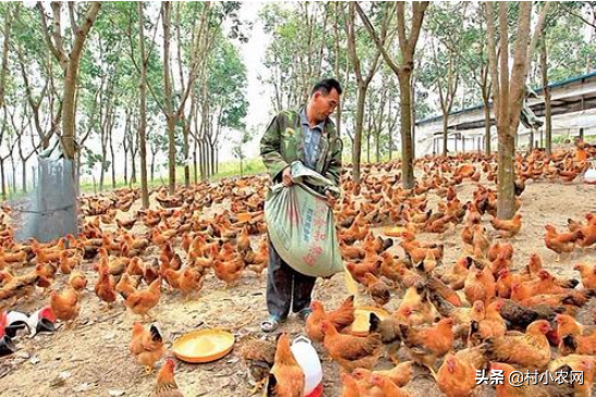 养殖业比较赚钱_养殖赚钱_养殖什么比较赚钱