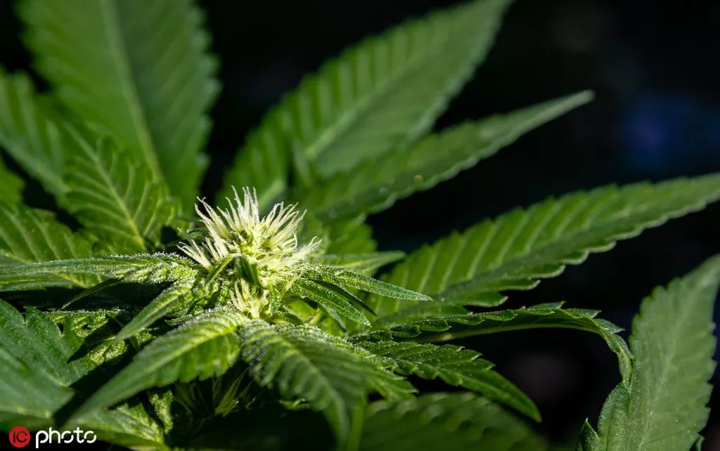 现在种什么最赚钱-美农：现在种啥都不赚钱，倾家荡产也要种大麻-优创圈