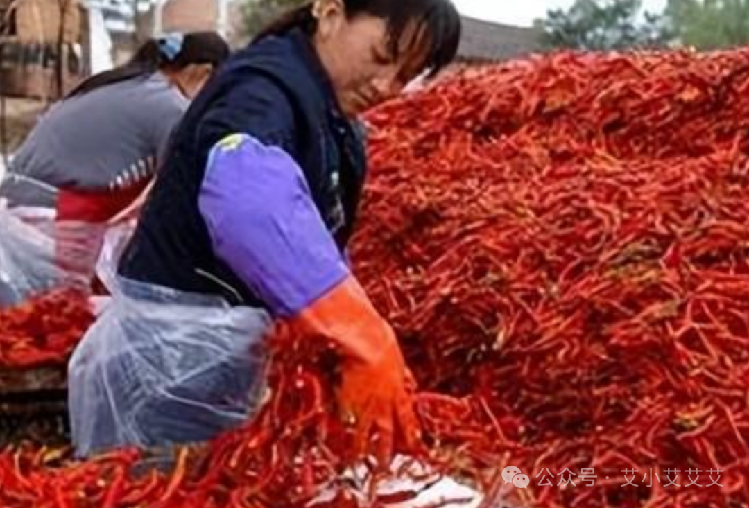 农村能做什么赚钱_能赚钱农村做什么_能赚钱农村做什么生意