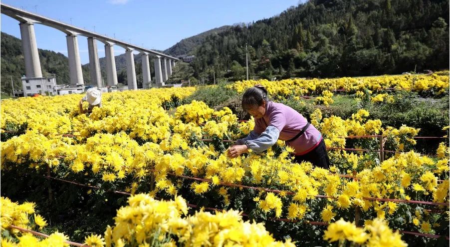 农村干什么最赚钱-农村干啥最赚钱？这11个火爆种植项目，非常适合你返乡创业！-优创圈
