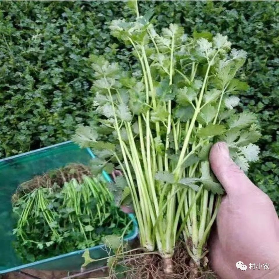 农村干啥赚钱_赚钱农村_农村干什么最赚钱