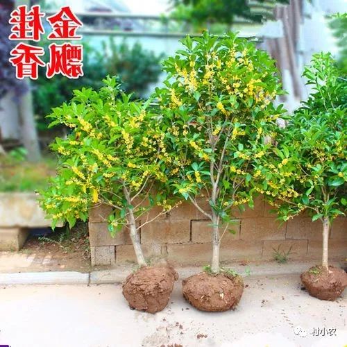 农村干什么最赚钱_赚钱农村_农村干啥赚钱