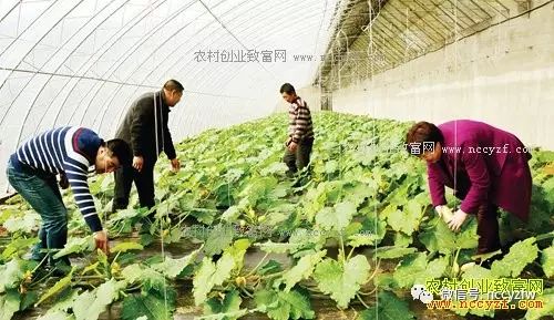 农村干什么最赚钱_农村干啥赚钱_赚钱农村