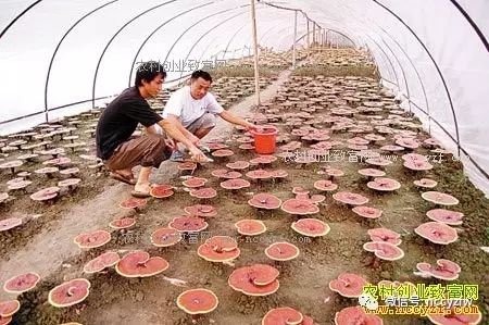 农村干啥赚钱_农村干什么最赚钱_赚钱农村
