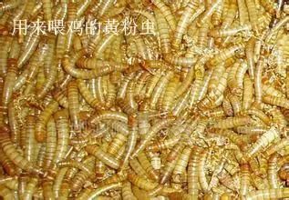 养殖什么好养又赚钱_养殖好赚钱吗_养殖最赚钱的是什么