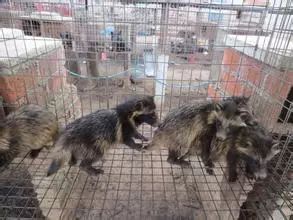 养殖什么好养又赚钱_养殖好赚钱吗_养殖最赚钱的是什么