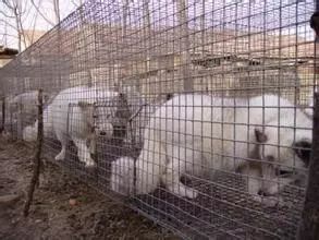 养殖什么好养又赚钱_养殖最赚钱的是什么_养殖好赚钱吗