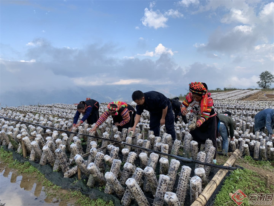 赚钱树图片_什么树赚钱_赚钱树是什么样子的
