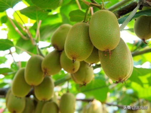 果树种植赚钱吗现在_种果树利润怎么样_种植什么果树最赚钱