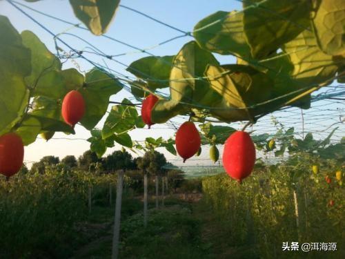 种果树利润怎么样_种植什么果树最赚钱_果树种植赚钱吗现在