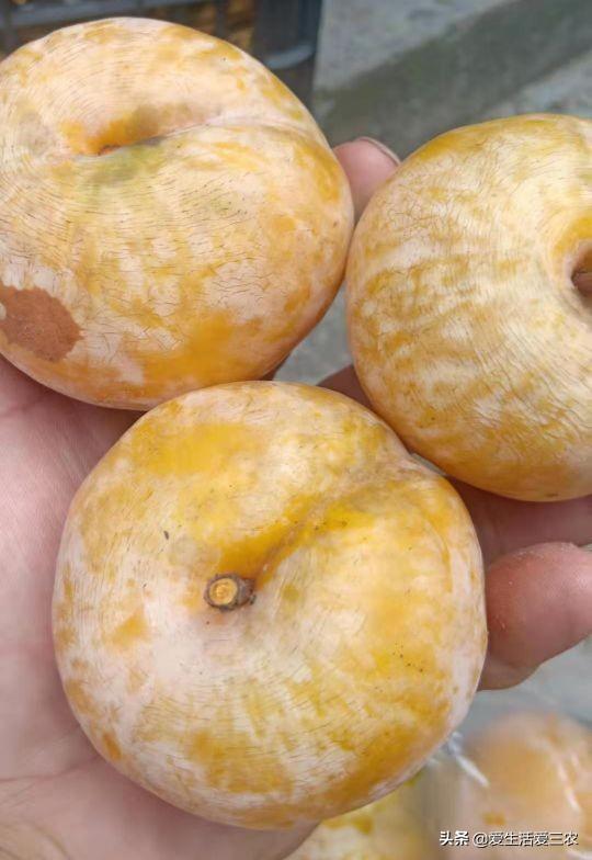 果树种植赚钱不_种果树利润怎么样_种植什么果树最赚钱