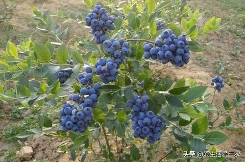 果树种植赚钱不_种果树利润怎么样_种植什么果树最赚钱