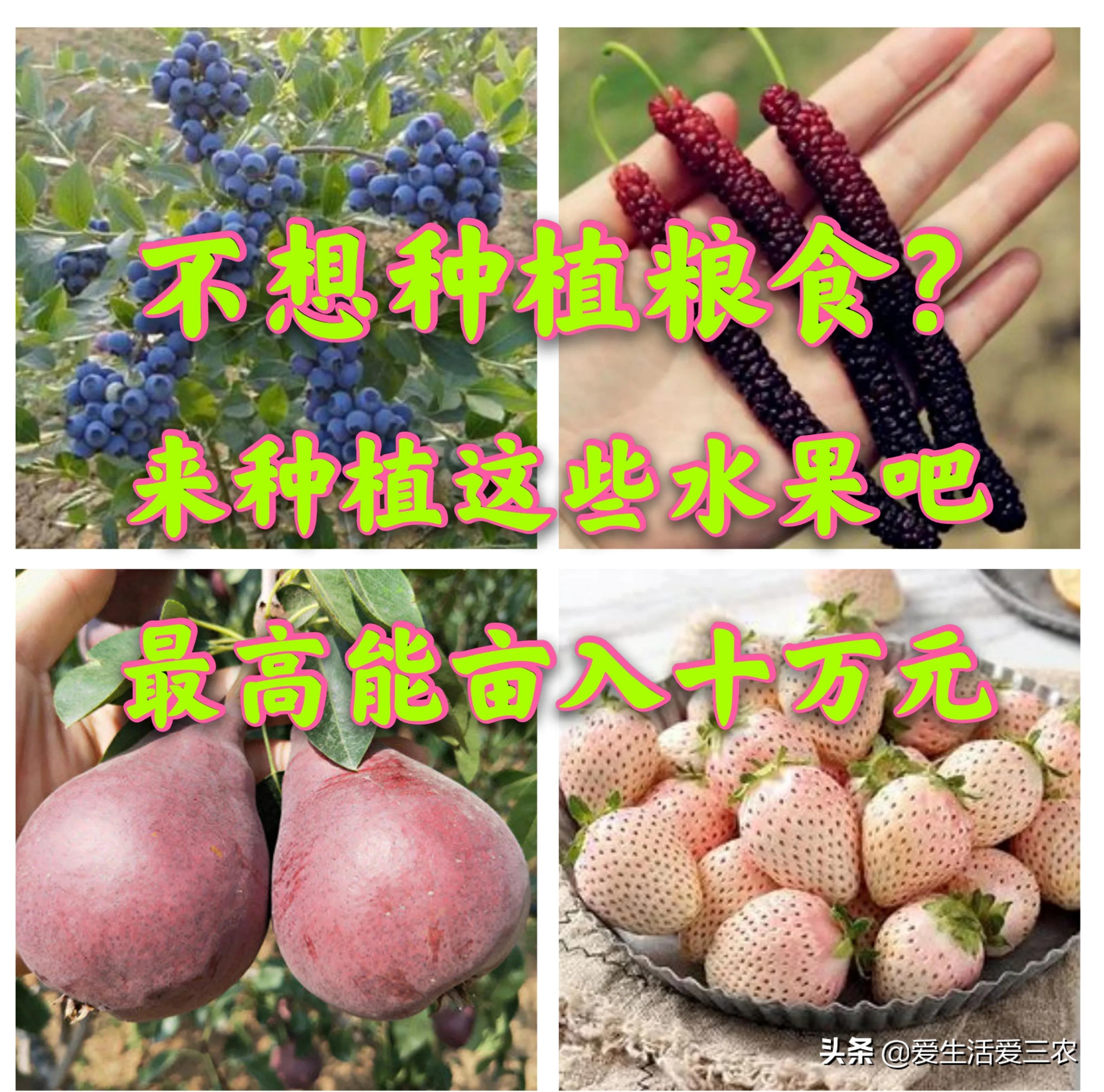 果树种植赚钱不_种果树利润怎么样_种植什么果树最赚钱
