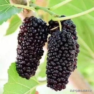 种果树利润怎么样_果树种植赚钱不_种植什么果树最赚钱