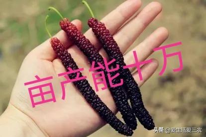 果树种植赚钱不_种植什么果树最赚钱_种果树利润怎么样