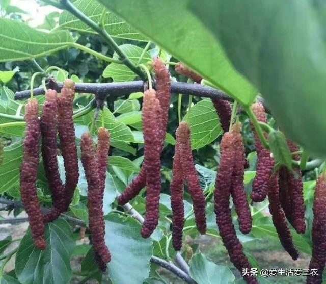 种果树利润怎么样_果树种植赚钱不_种植什么果树最赚钱