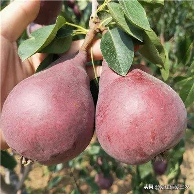 种植什么果树最赚钱_种果树利润怎么样_果树种植赚钱不