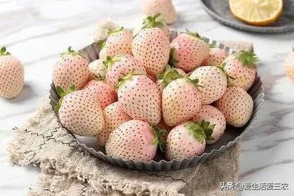 种植什么果树最赚钱_果树种植赚钱不_种果树利润怎么样
