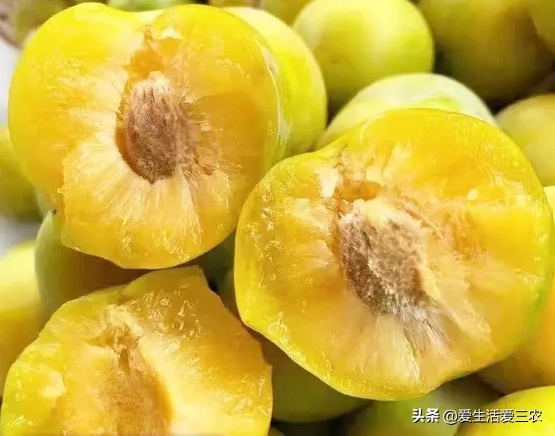 种植什么果树最赚钱_果树种植赚钱不_种果树利润怎么样