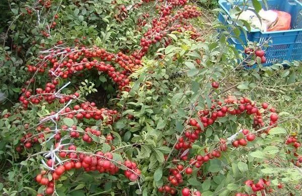 赚钱树农村种植视频_种什么树最赚钱农村_赚钱的种植