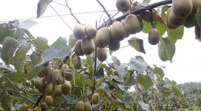种什么树最赚钱农村_赚钱树农村种植视频_赚钱的种植