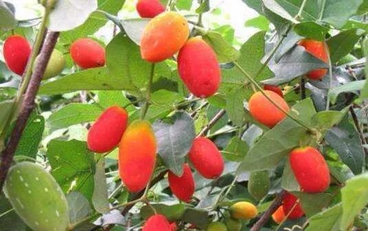 赚钱的种植_赚钱树农村种植视频_种什么树最赚钱农村