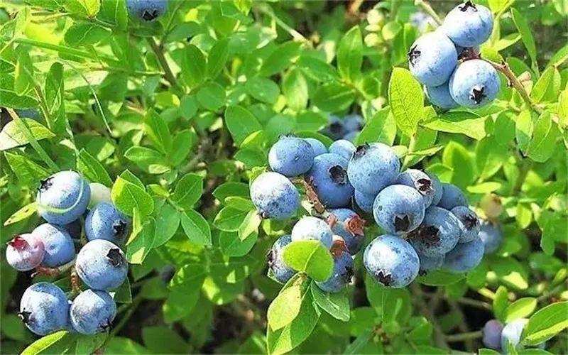 农村土地种什么来钱快_农村土地种什么赚钱_农村土地种啥挣钱