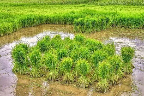 农村现在干什么赚钱-现在农民做什么生意赚钱？农村养殖、种植项目分析-优创圈
