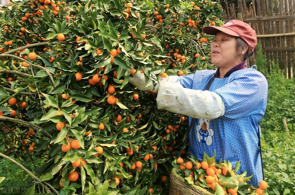 农场种植赚钱_农场种什么赚钱快_农场赚钱的游戏有哪些