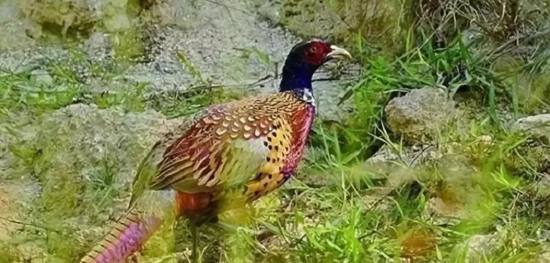养动物赚钱的软件叫什么名字_养殖什么动物利润最大_养殖什么动物最赚钱