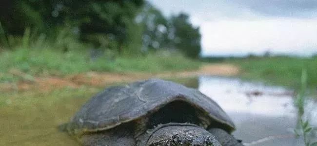 养殖什么动物最赚钱_养殖什么动物利润最大_养动物赚钱的软件叫什么名字
