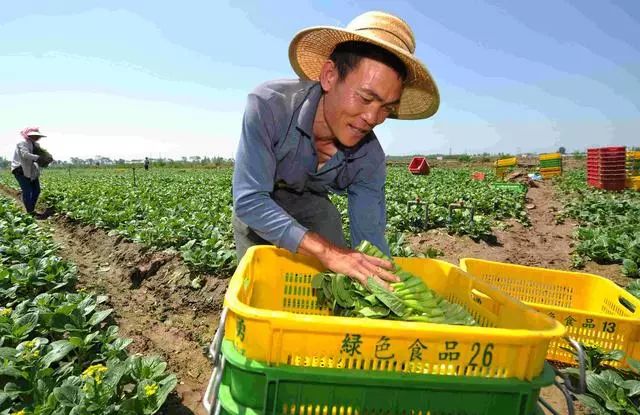 农业为什么不赚钱_农业赚钱项目_农业赚钱新思路