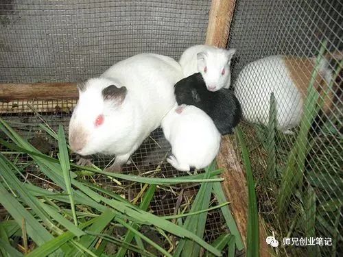 什么动物好养又赚钱-比养鸡鸭鹅更赚钱，投资不到1万，一年稳稳赚50 万！-优创圈
