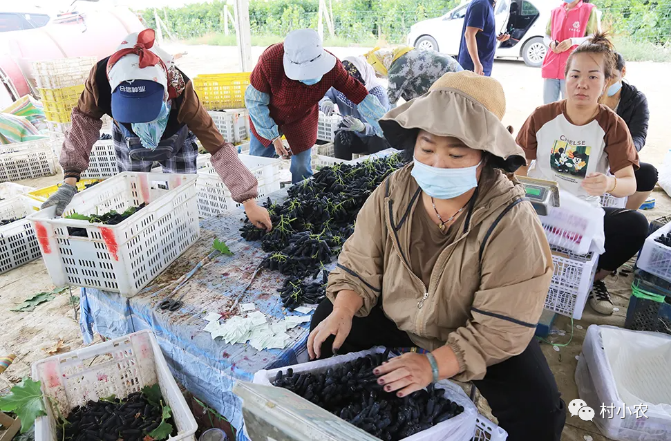 种植赚钱目前怎么样_种植赚钱目前现状_目前种植什么最赚钱
