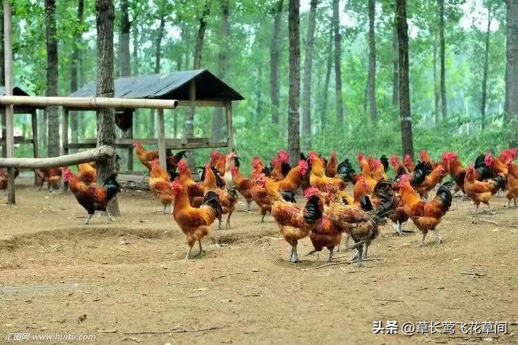 现在养什么能赚钱低成本_现在养什么比较赚钱_现在养啥挣钱快投资少