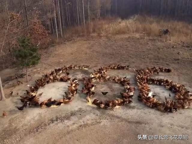 现在养什么比较赚钱_现在养什么能赚钱低成本_现在养啥挣钱快投资少