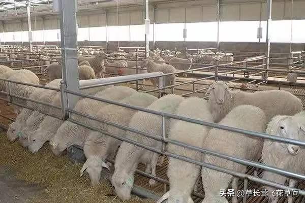 现在养什么能赚钱低成本_现在养什么比较赚钱_现在养啥挣钱快投资少