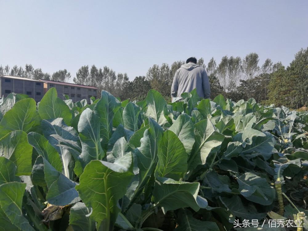 农业什么赚钱-在农村搞种植，有机会赚钱的5个法则，土专家的干货分享-优创圈