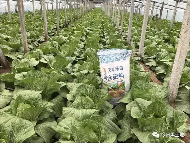 图片[3]-冷棚种植什么赚钱-天隆小课堂：一棵充满惊喜的菜-优创圈