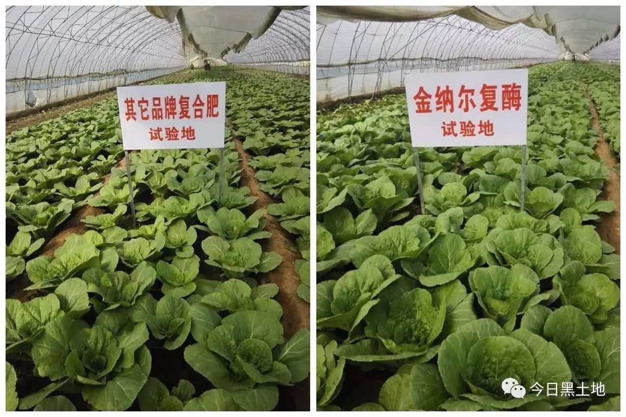 图片[5]-冷棚种植什么赚钱-天隆小课堂：一棵充满惊喜的菜-优创圈