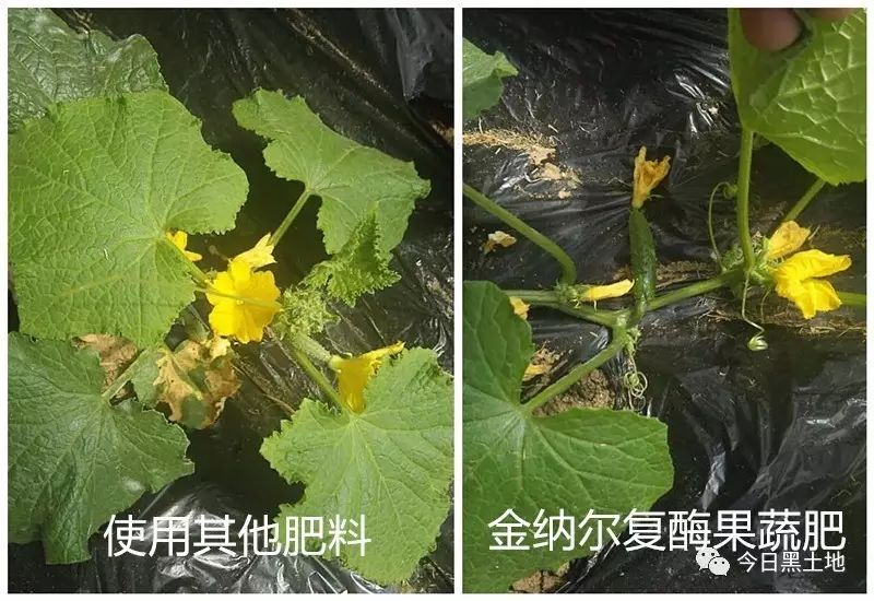 图片[6]-冷棚种植什么赚钱-天隆小课堂：一棵充满惊喜的菜-优创圈