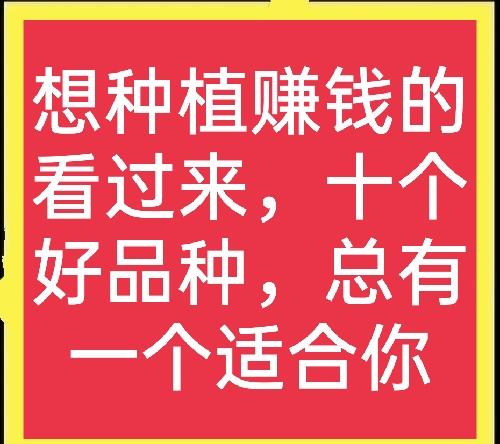 什么经济作物最赚钱-十个高收益种植项目，想赚钱的别错过，建议收藏-优创圈