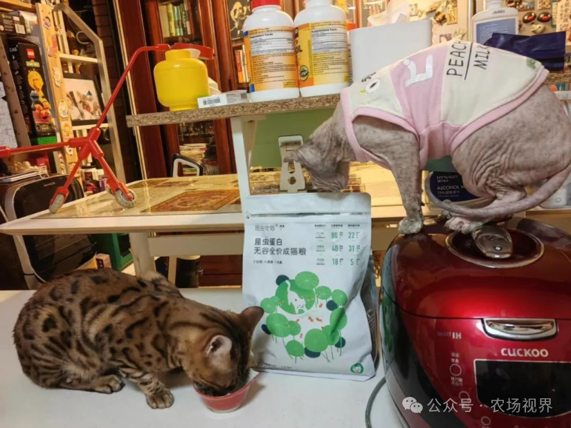 养虫子挣钱_虫子养殖技术_养什么虫子最赚钱