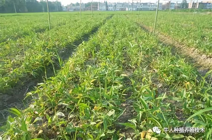 一亩地种什么最赚钱-别人种一亩地赚5万，为什么你才赚5百？-优创圈