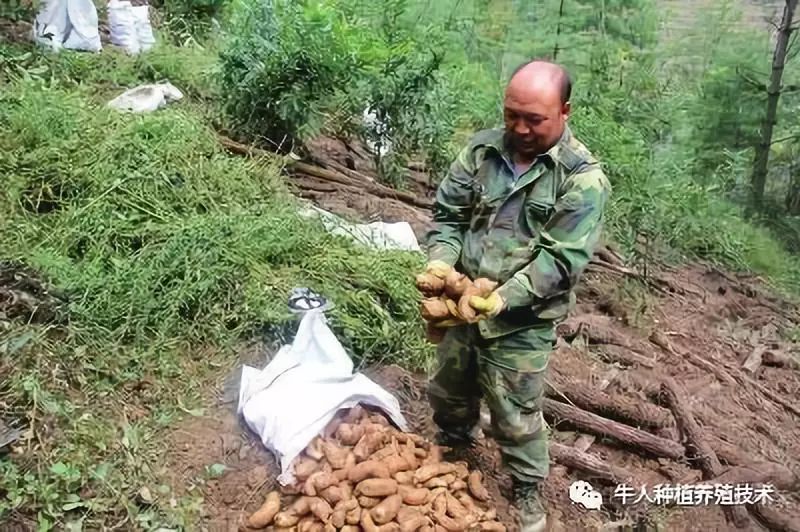 赚钱种地小游戏_赚钱种地两不误_一亩地种什么最赚钱