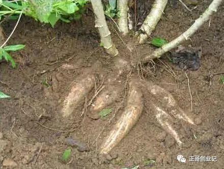 南方种植什么最赚钱_南方种植什么赚钱_南方种植赚钱吗现在