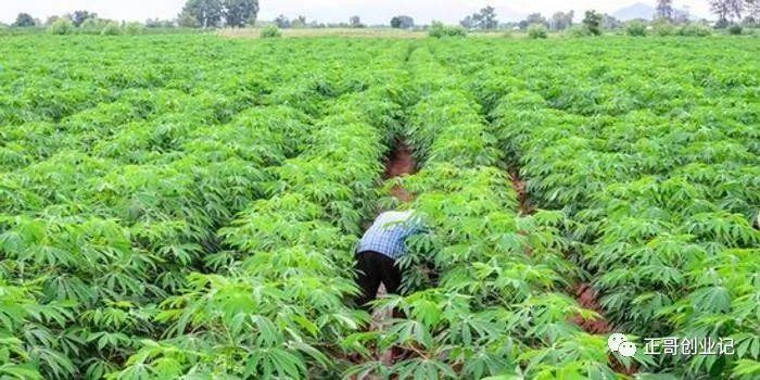 南方种植什么赚钱_南方种植什么最赚钱_南方种植赚钱吗现在