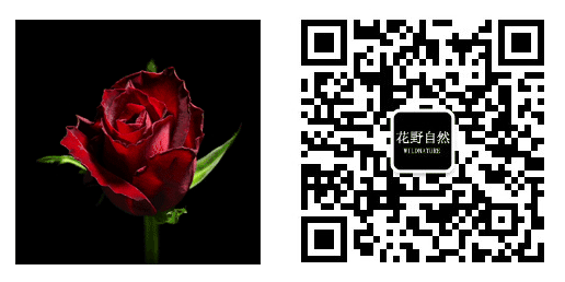 北方种什么树赚钱_北方种啥树最值钱_北方种什么树最赚钱