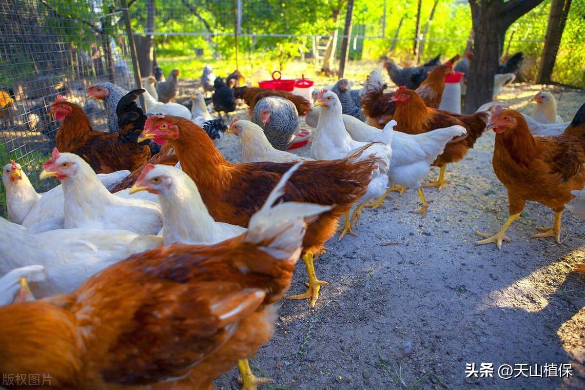 养殖赚钱_养殖什么最赚钱风险小_养殖赚钱风险小的企业